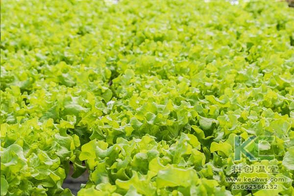 無土栽培，無土栽培技術，無土栽培設備