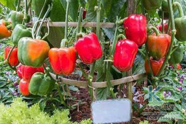 無土栽培，無土栽培技術(shù)，無土栽培設(shè)備