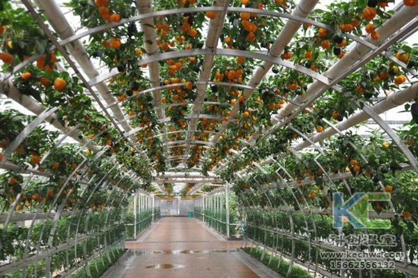 無土栽培,無土栽培技術(shù),無土栽培設(shè)備