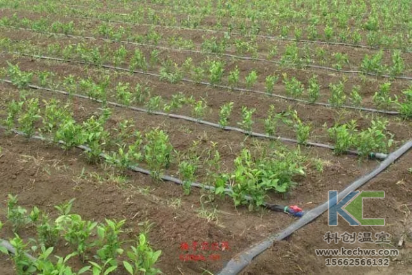 無土栽培，無土栽培技術，無土栽培設備