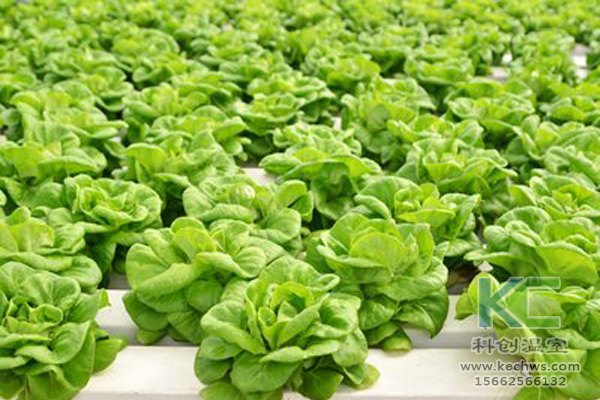 無土栽培，無土栽培技術(shù)，無土栽培設(shè)備