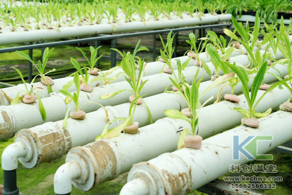 無土栽培,無土栽培技術,無土栽培設備