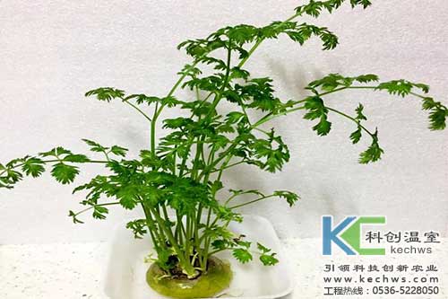 無(wú)土栽培,無(wú)土栽培技術(shù),無(wú)土栽培設(shè)備