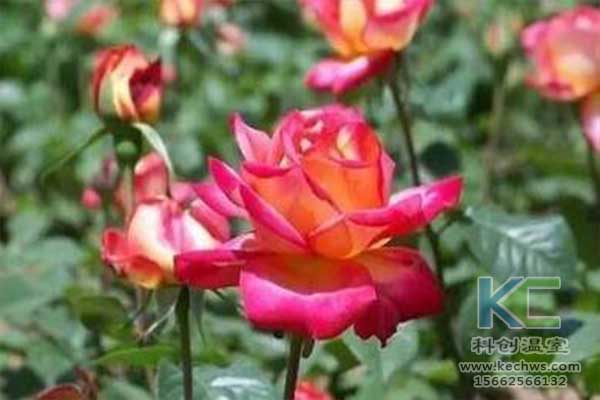 無土栽培，無土栽培技術，無土栽培設備