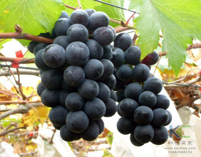 無土栽培，無土栽培技術，無土栽培設備