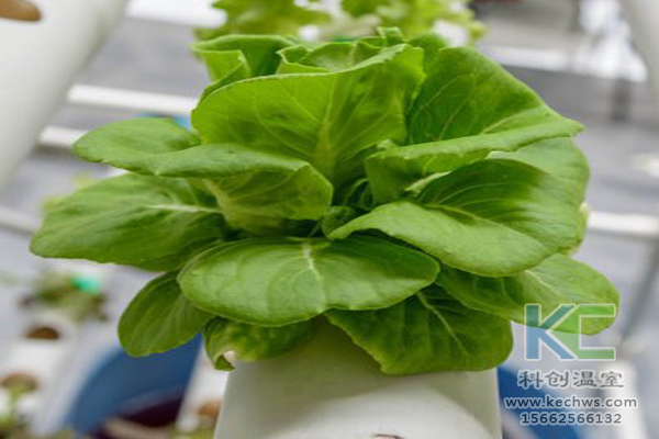 無土栽培，無土栽培技術(shù)，無土栽培設(shè)備