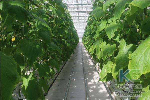 無土栽培，無土栽培技術(shù)，無土栽培設(shè)備