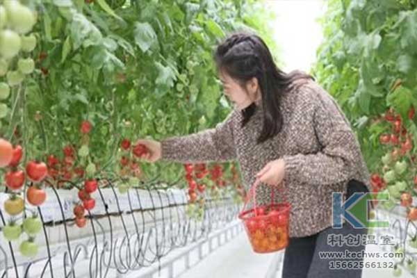 無土栽培，無土栽培技術(shù)，無土栽培設(shè)備