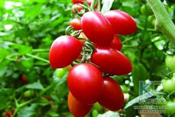 無土栽培，無土栽培技術(shù)，無土栽培設備