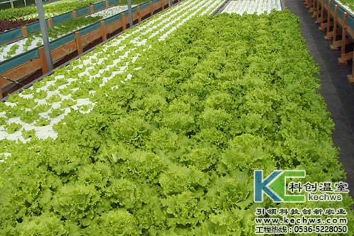 無土栽培,無土栽培技術,無土栽培設備