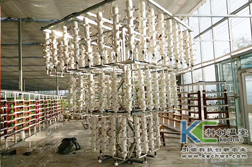 無土栽培,基質(zhì)栽培,水培