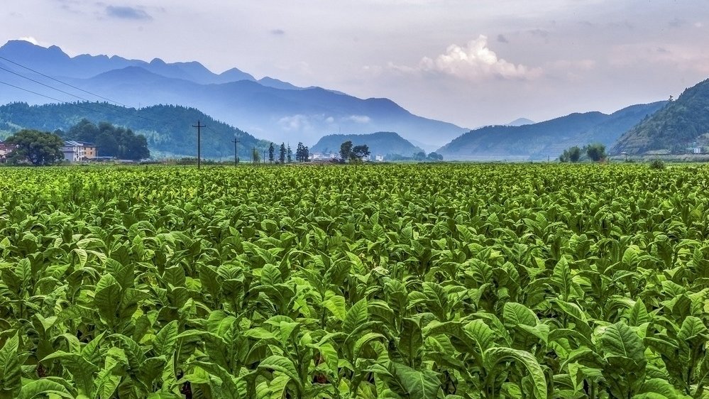 無(wú)土栽培,無(wú)土栽培技術(shù),無(wú)土栽培設(shè)備