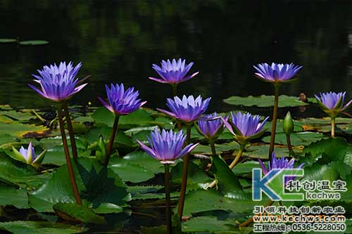 無土栽培，無土栽培技術，無土栽培設備