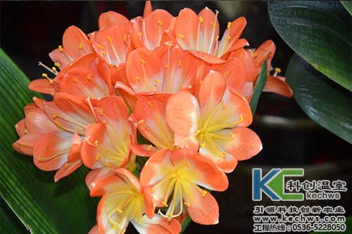 無土栽培，無土栽培技術，無土栽培設備