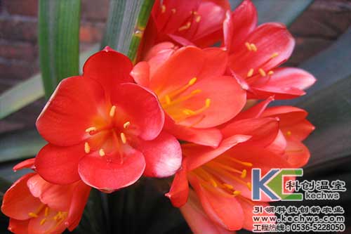 無土栽培，無土栽培技術，無土栽培設備