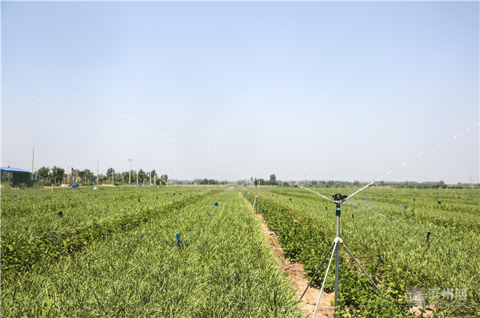 無(wú)土栽培,無(wú)土栽培技術(shù),無(wú)土栽培設(shè)備