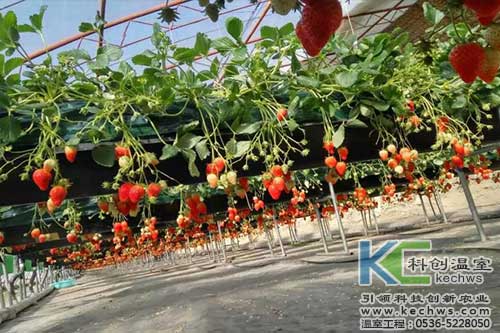 無土栽培，無土栽培技術，無土栽培設備