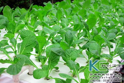 無(wú)土栽培,無(wú)土栽培技術(shù),無(wú)土栽培設(shè)備