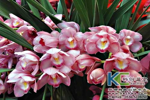 無土栽培，無土栽培技術，無土栽培設備