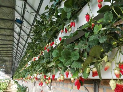 無土栽培，無土栽培技術，無土栽培設備