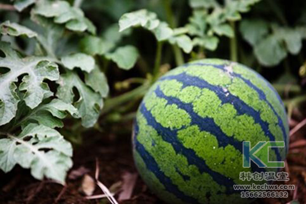 無土栽培，無土栽培技術(shù)，無土栽培設(shè)備