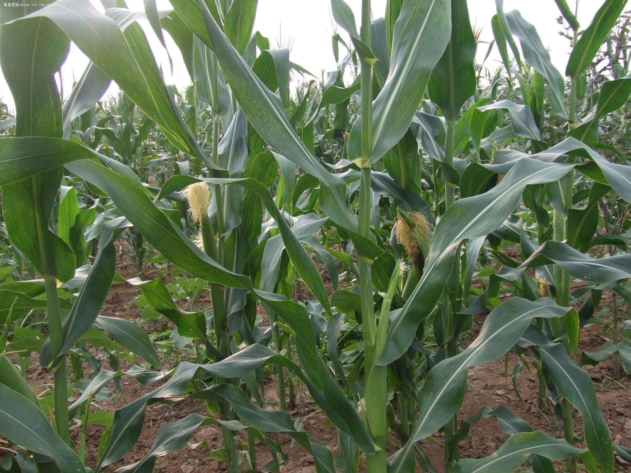 無土栽培，無土栽培技術，無土栽培設備