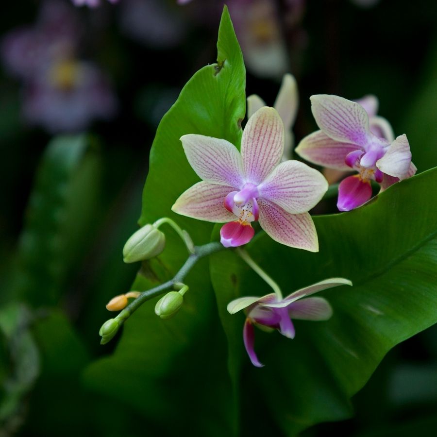 無土栽培，無土栽培技術，無土栽培設備