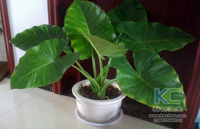 無(wú)土栽培，無(wú)土栽培技術(shù)，無(wú)土栽培設(shè)備