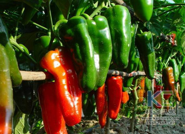 無土栽培，無土栽培技術(shù)，無土栽培設(shè)備