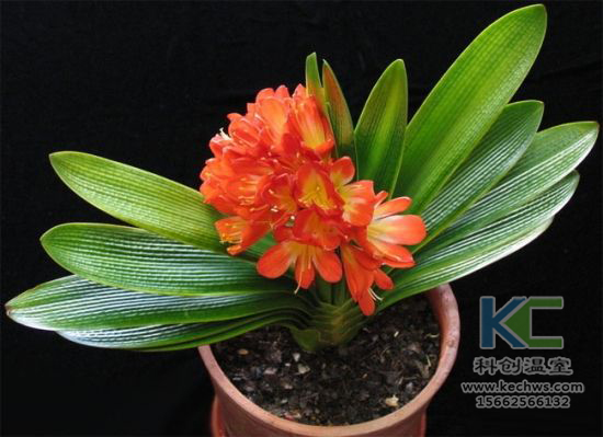 無土栽培，無土栽培技術，無土栽培設備