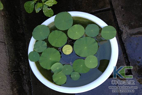 無土栽培，無土栽培技術，無土栽培設備