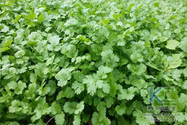 無土栽培，無土栽培技術，無土栽培設備