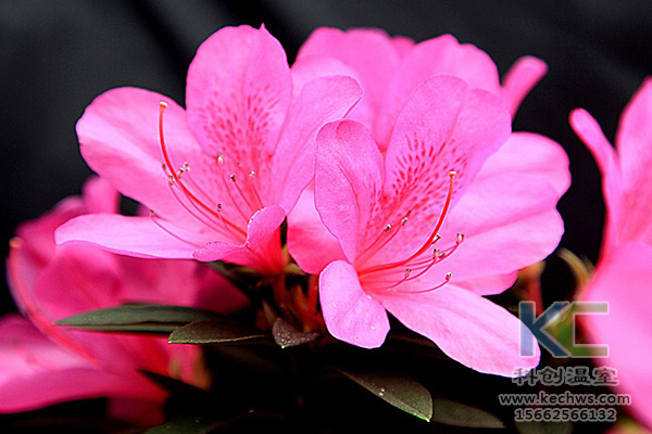 無土栽培，無土栽培技術，無土栽培設備