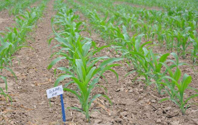 無(wú)土栽培，無(wú)土栽培技術(shù)，無(wú)土栽培設(shè)備