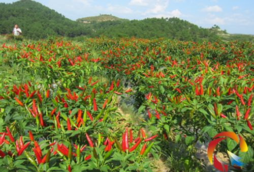 無土栽培，無土栽培技術(shù)，無土栽培設(shè)備