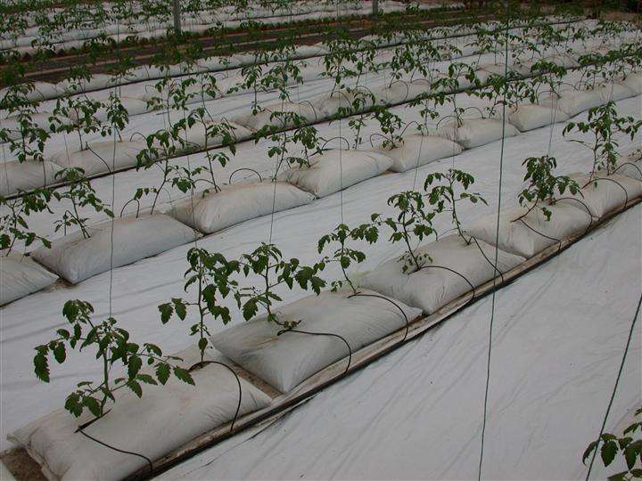 無(wú)土栽培，無(wú)土栽培技術(shù)，無(wú)土栽培設(shè)備