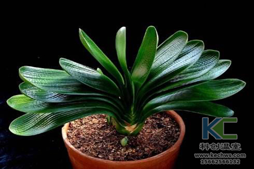 無土栽培，無土栽培技術，無土栽培設備