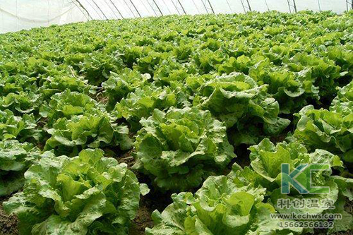 無土栽培，無土栽培技術，無土栽培設備