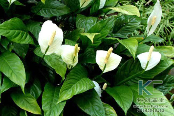 無土栽培，無土栽培技術(shù)，無土栽培設(shè)備