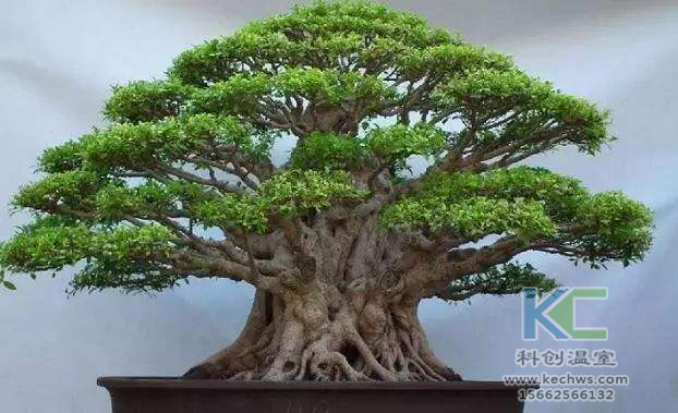 無土栽培，無土栽培技術，無土栽培設備