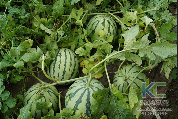 無土栽培，無土栽培技術(shù)，無土栽培設(shè)備