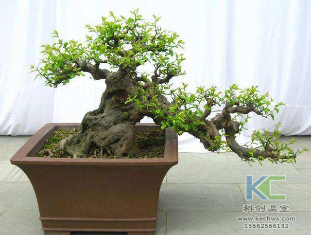 無土栽培，無土栽培技術，無土栽培設備