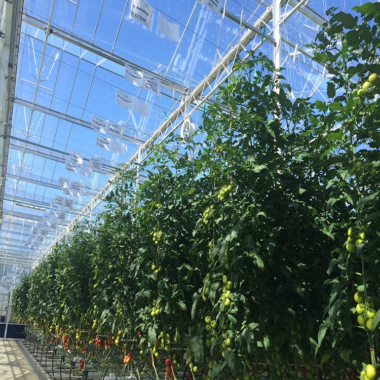 無土栽培,無土栽培技術(shù),無土栽培設(shè)備