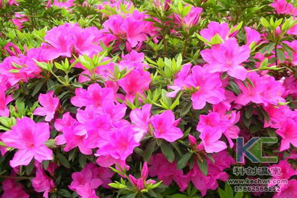 無土栽培，無土栽培技術，無土栽培設備