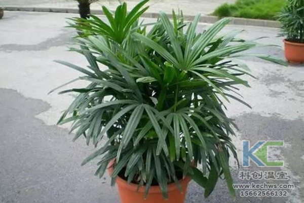 無土栽培,無土栽培技術,無土栽培設備