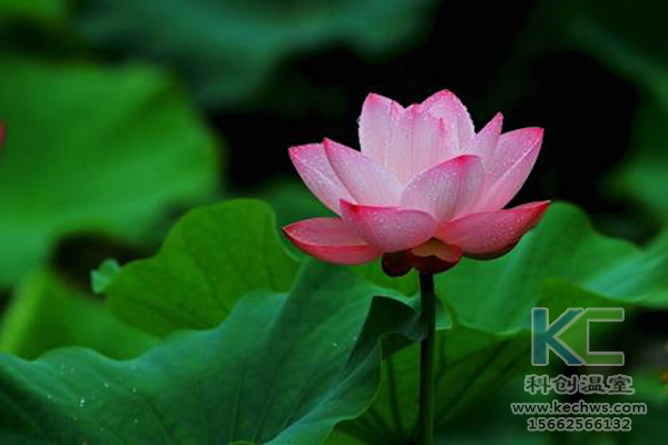 無土栽培,無土栽培技術,無土栽培設備