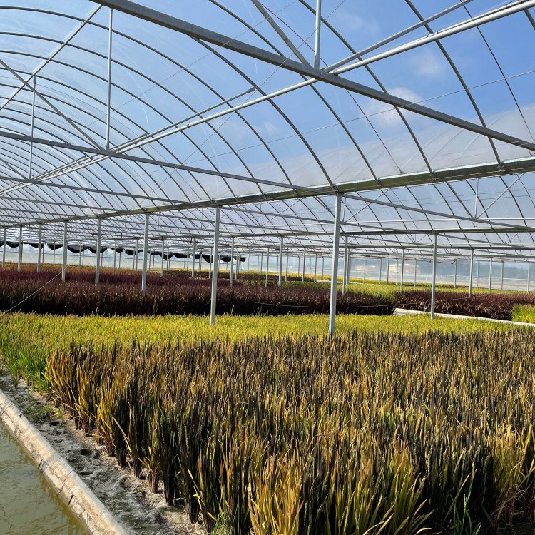 無土栽培,無土栽培技術,無土栽培設備