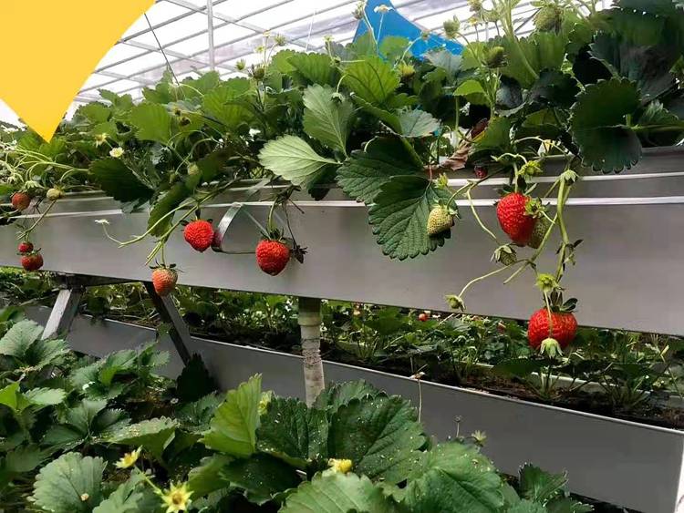 無土栽培，無土栽培技術，無土栽培設備