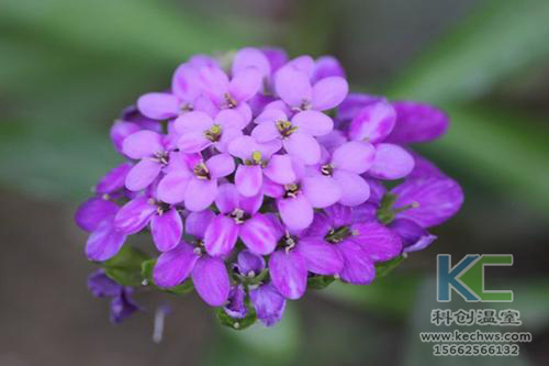 無土栽培,無土栽培技術(shù),無土栽培設(shè)備