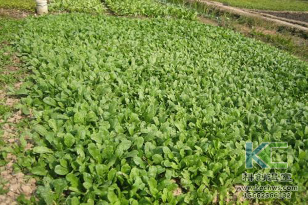 無土栽培，無土栽培技術，無土栽培設備